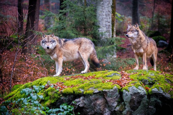 デンマークにオオカミたちが帰ってきた！絶滅したと思われていたオオカミの群れが200年ぶりに出現