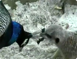 【動画】いたずら大好き！思わず失笑、動物たちの面白映像ダイジェスト