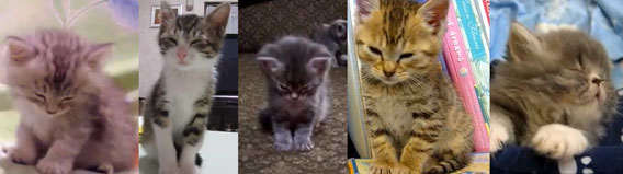 ゆらゆらドリーミング。睡魔と戦うきゃわわな子猫の映像5連発