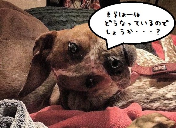 人によってはゾンビ犬に見える！？目の錯覚でホラーとなる、ネットを震撼させた犬の写真