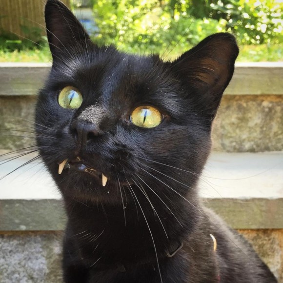 助けた子猫がバンパイア化。牙チラキュートな黒猫のモンク