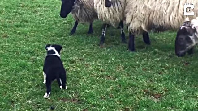 これぞ天職！ボーダーコリーの子犬が、生まれて初めて見た羊たちを見事に追う姿がさすがだと評判に