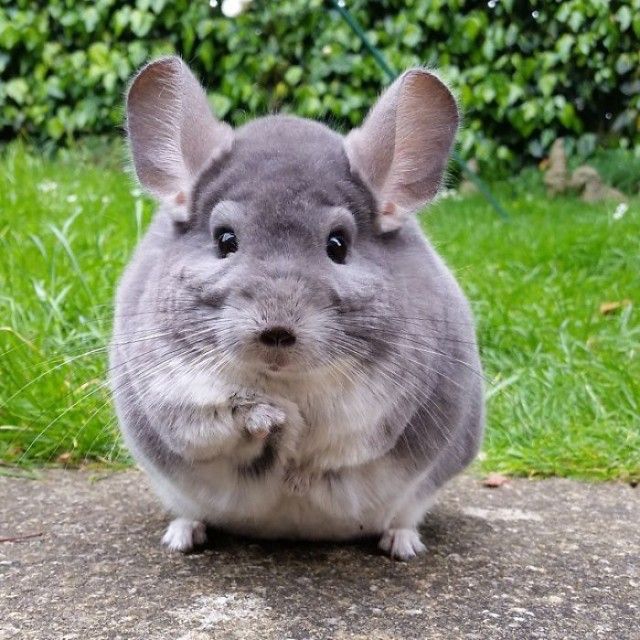 chinchilla11