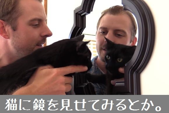 猫飼いアルアル早く言いたい～、猫飼いアルアル早く伝えた～い～。猫を飼っている人にとっての10のアルアル動画