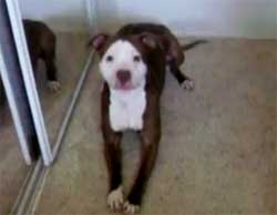 ピットブル犬のブーマー、「お風呂に入る？」と聞かれると・・・