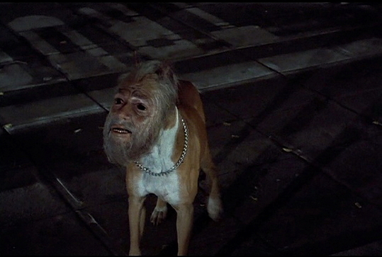 human_faced_dog_3