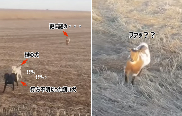 行方不明になっていた飼い犬を探しに出かけたら、謎の犬とヤギを仲間に従えていた件（アメリカ）