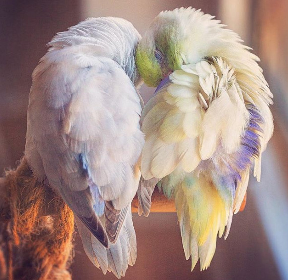 愛すべきパステルカラーの鳥、マメルリハたちのキュートの画像