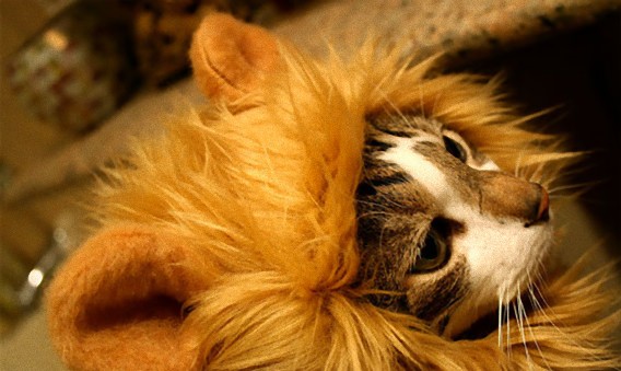家猫を一瞬でライオンにランクアップできる、「ライオン帽子」