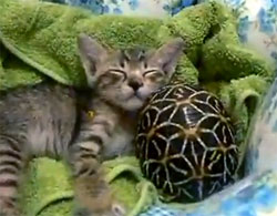 まるで大きな卵を温めているようだ。猫とカメの仲良しお昼寝タイム。