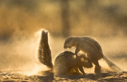 gophers_11