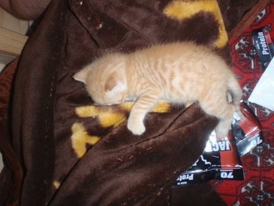 kittens_found_by_us_marines_in_afghanistan_13