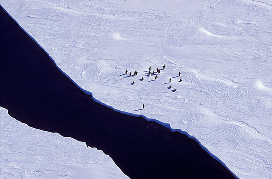 penguins_05