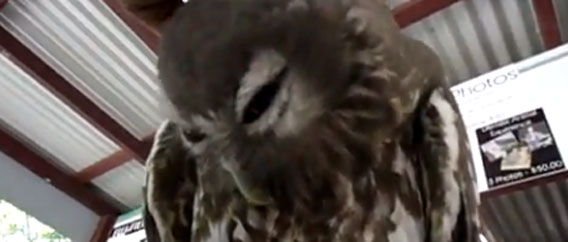 フクロウのうれしい顔ってどんな顔？