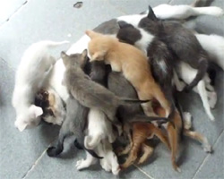 おかあさんはどこ？子沢山すぎて子猫の山に埋もれる猫