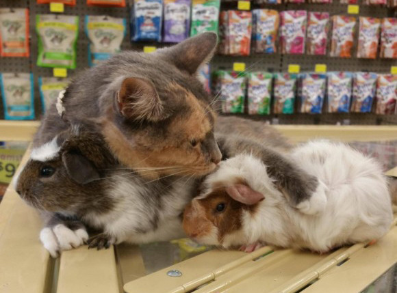 猫がモルモットを溺愛しながら仲良く店番をしているペット用品店