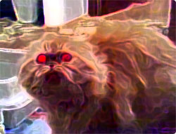 「オレオレオルラァ！！」呪詛的呪文を唱えるデーモンな猫