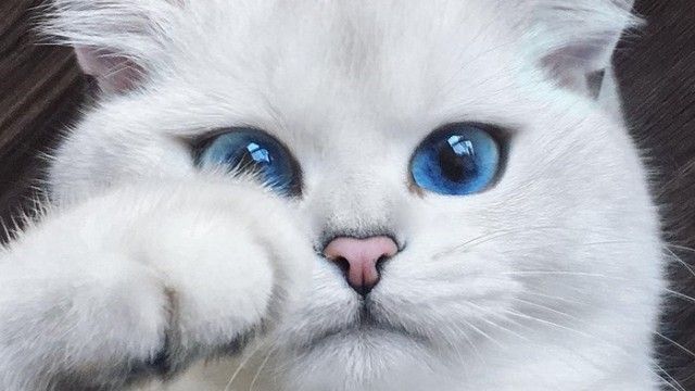 世界一小さな魅惑的世界、猫の瞳。美しい瞳の猫プチ画像集が発見された