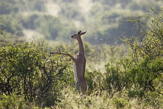 gerenuk 2