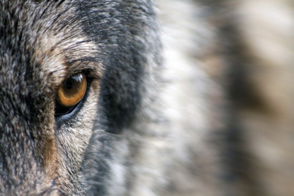 より強い人間になるためにオオカミから学べる12の特性