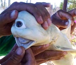 海のサイクロプス？メキシコで巨大な一つ目のサメの胎児が発見される