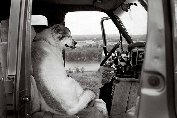 old_dogs_09