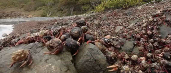 うごめく岩?ゾワゾワが止まらない。ヤドカリ数百万匹が一斉に大移動