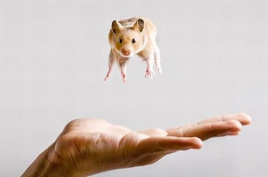 animals_77_20
