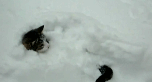 こたつでまるくなってる場合じゃねぇ！雪でテンションが上がる猫たちの画像とGIFアニメ