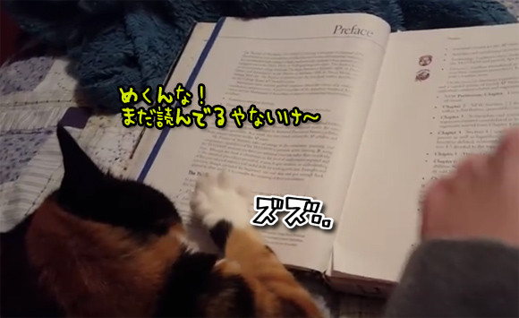 「まだ読んでるから～」読書家の猫、ページをめくられるのを断固阻止する。