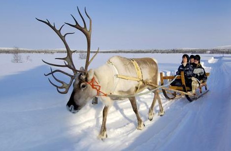animal_migrations_5x
