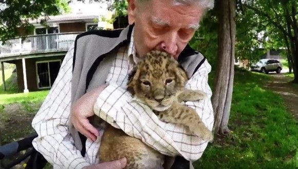 92歳の退役軍人、元獣医のおじいさんを癒したのはライオンの子どもたちだった。