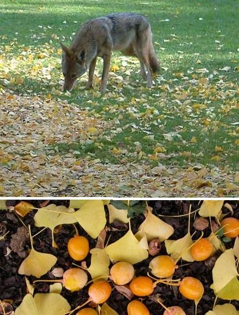 amazing_fruits_12x