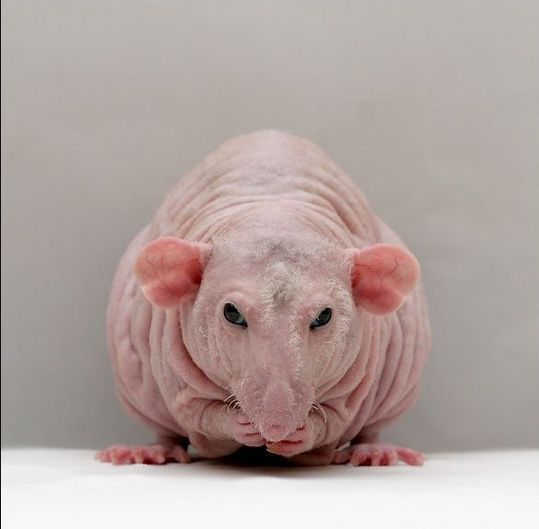 animals_64_27