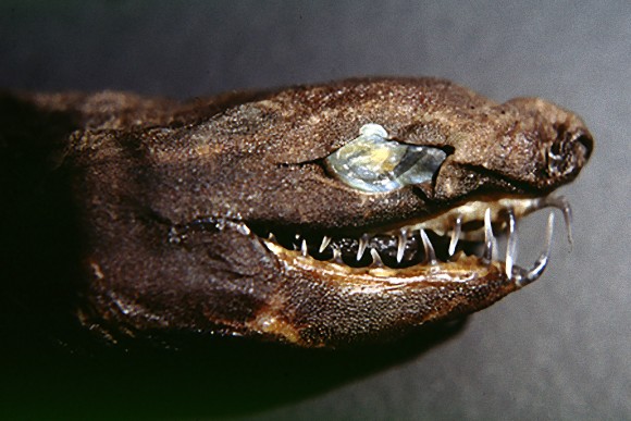 Trigonognathus_kabeyai_head_1_e