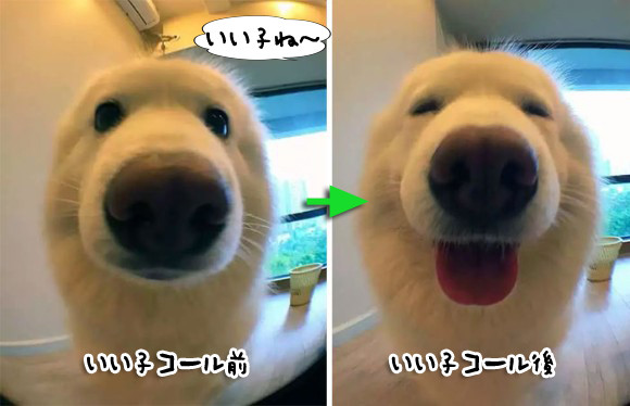 犬と鳥はうれしそう！では猫は？ペットに「いい子だね！」と声をかけた後の表情の変化がわかるビフォア・アフター