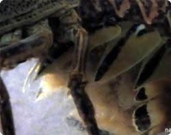 ロブスターのお母さんが70万匹の赤ちゃんを大量放出する映像