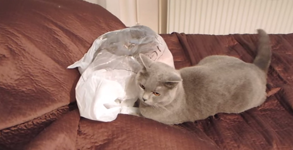 この後すぐ！！まったりとくつろぐ猫を襲った未曾有の恐怖とは？