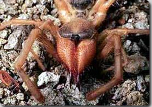 世界三大奇虫：全身に毛の生えたアゴデカ生物「ヒヨケムシ（キャメルスパイダー）」