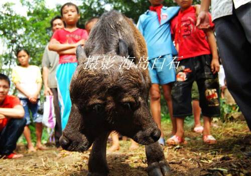 calf-012
