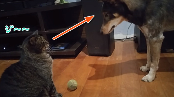 猫と飼い主の板挟みで苦悩する犬のいる風景