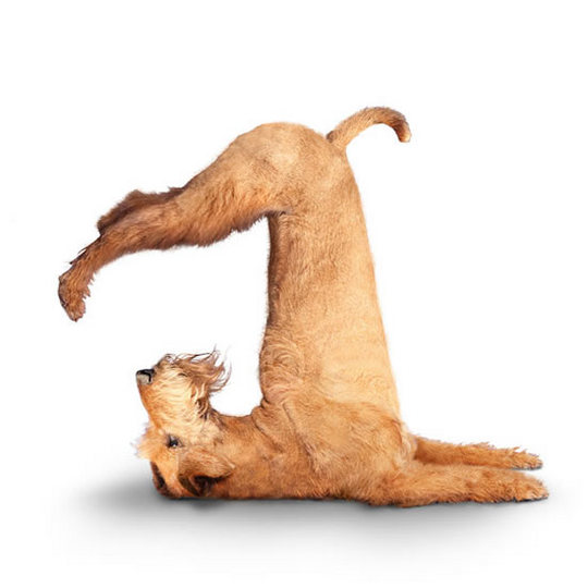 yoga-dogs5