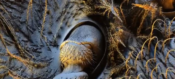 まるで新大陸を発見したかのようだ。昆虫と植物の高精細拡大映像