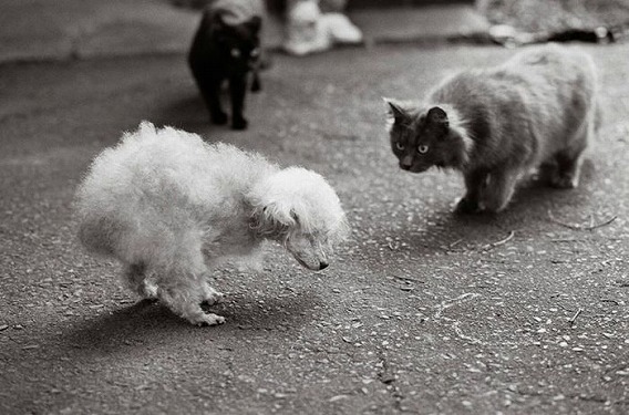 old_dogs_14