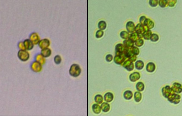 単細胞の藻類が多細胞生物に進化した瞬間を捕らえた貴重な映像（米研究）