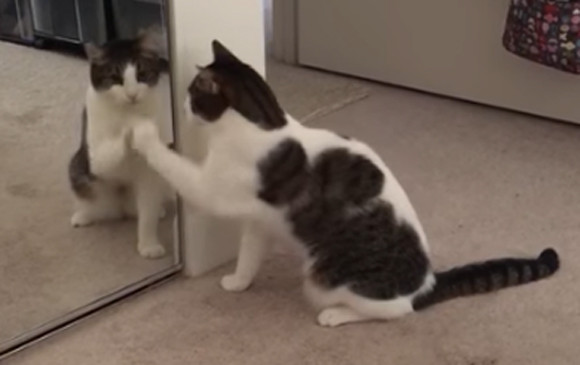 鏡を前にしてアルプス一万尺的動きを繰り返す猫。
