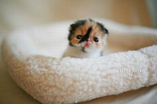 adorable_tiny_kitten_06