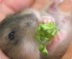 ブロッコリーナハムスター特集、ちっこい体でちっこいブロッコリーにがぶりつき