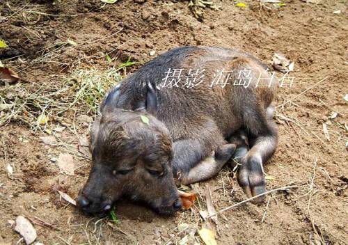 calf-010