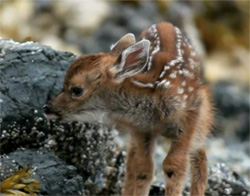 世に出てまもない、鹿の赤ちゃんを高画質で堪能することができる映像